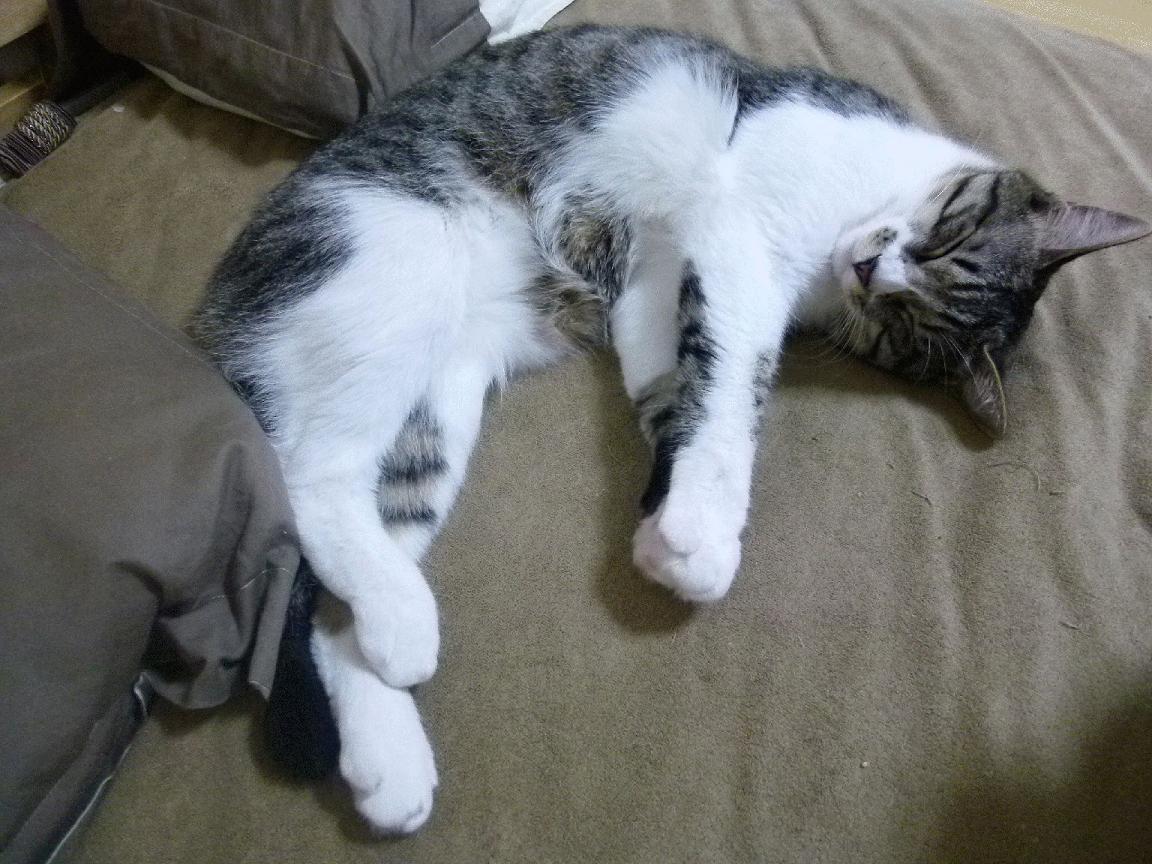 美国队未来发展策略:如何将青训与国际赛事相结合,美国队优势项目