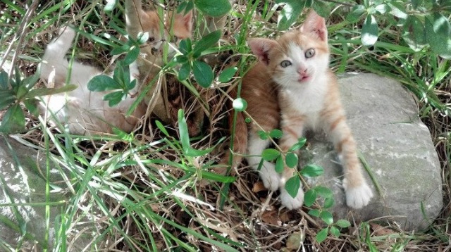 乐鱼体育在线-青训工作体系化推进成效显著，青训体系是什么意思