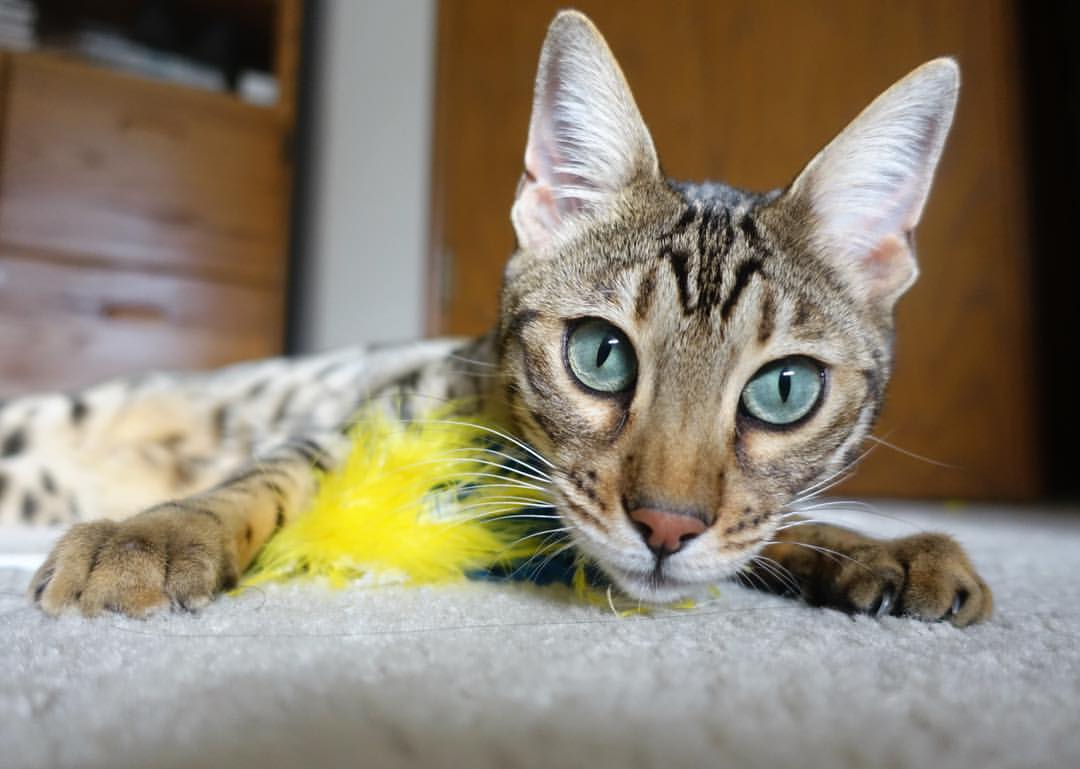 乐鱼体育在线网站-世界杯精彩瞬间集锦：动人心魄的战役回忆，世界杯震撼的场景